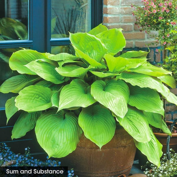 DIRECT GARDENING Sum and Substance Hosta Dormant Bare Root Perennial Starter Plant Roots (3-Pack)