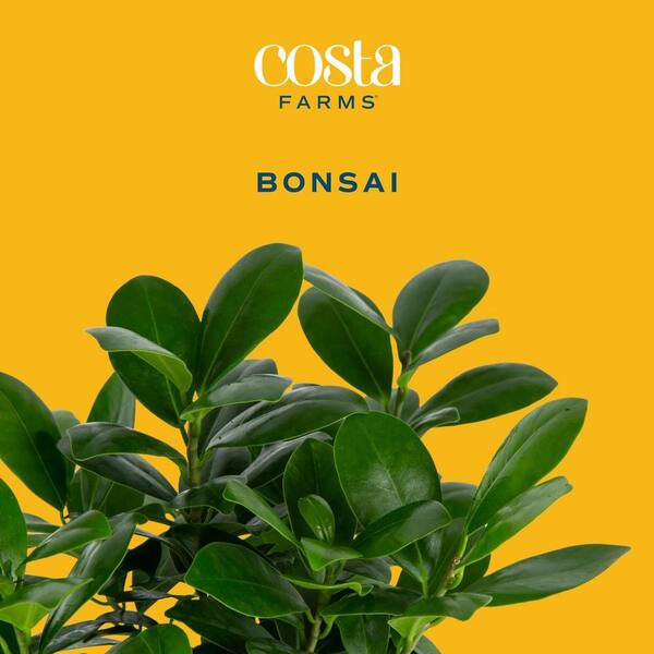 Costa Farms Petite Grower's Choice Ficus Bonsai Indoor Plant in 4.75 in.  White Decor Container, Average Shipping Height 10 in. Tall CO.BFO04.3.WHT -  The Home Depot