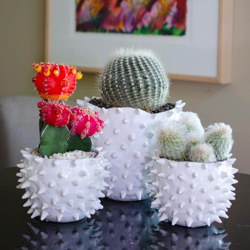 Multicolor Grafted Cactus Succulent Pack in Black Plastic Pots