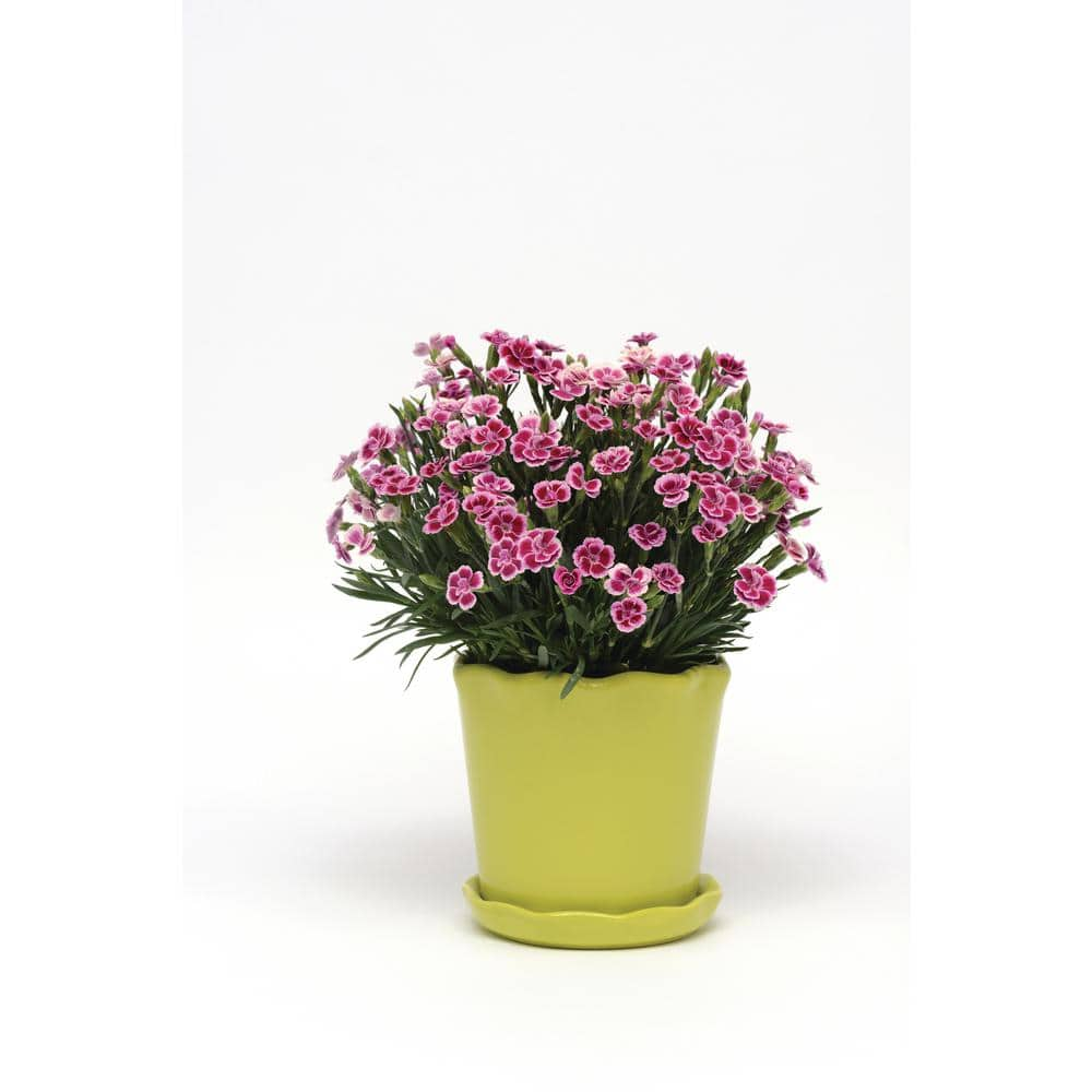 Vigoro 1 Qt. Pink Kisses Assorted Color Dianthus Plant 1002315118 - The ...