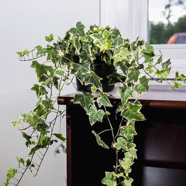 Houseplants for Sale  English Ivy (Variegated) – Easy To Grow Bulbs