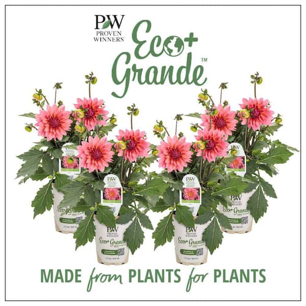 Proven Winners 4.25 in. Eco+ Grande Virtuoso Pinkerific Dahlia