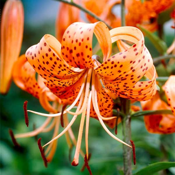 Garden State Bulb 14 cm/16 cm, Splendens Tiger Lily Flower Bulbs (Bag of 10)