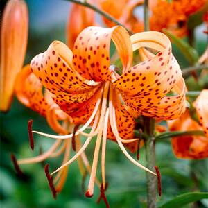 14/16 cm, Splendens Tiger Lily Flower Bulbs (Bag of 20)