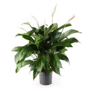2 Gal. Spathiphyllum Peace Lily Live House Plant With White Flowers in 10 in. Grower Pot