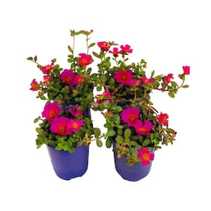 1.38 Pt. Purslane Plant Purple Flowers in 4.5 In. Grower's Pot (4-Plants)