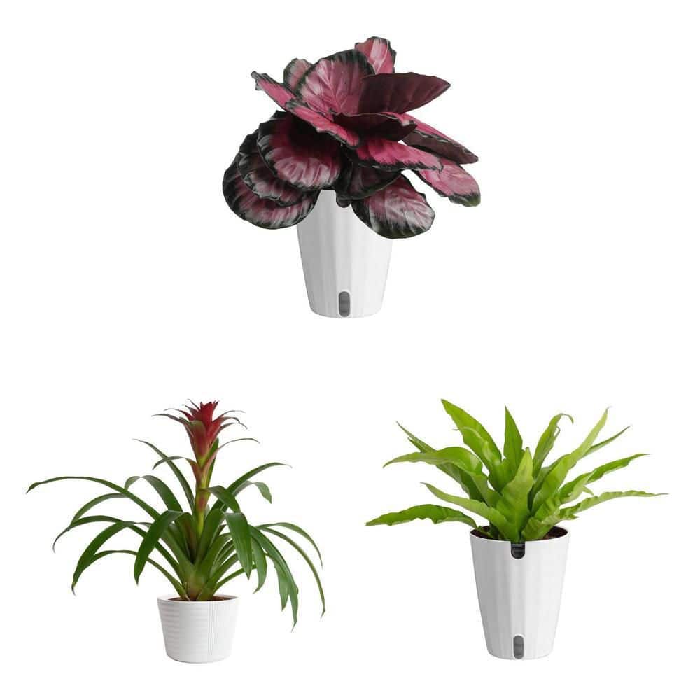 Costa Farms Calathea, Bird's Nest Fern, and Bromeliad Indoor Plant