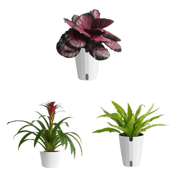 Calathea, Bird's Nest Fern, and Bromeliad Indoor Plant Combo in 6 in. Planters, Avg. Height 1-2 ft. Tall (3 Piece)