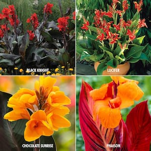Canna Collection 4-Variety Bulbs (24-Pack)