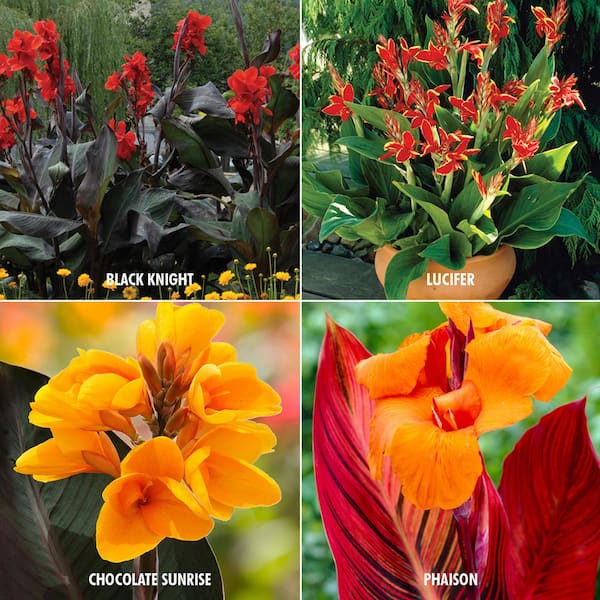 VAN ZYVERDEN Canna Collection 4-Variety Bulbs (24-Pack)