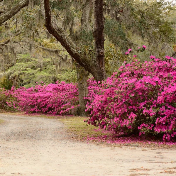 2.5 Quart Azalea 'Pride of Mobile' Flowering Shrub with Pink