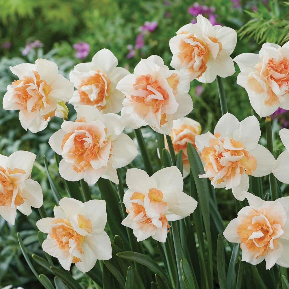 VAN ZYVERDEN Daffodil Replete Pink/White Narcissus Dormant Bulbs