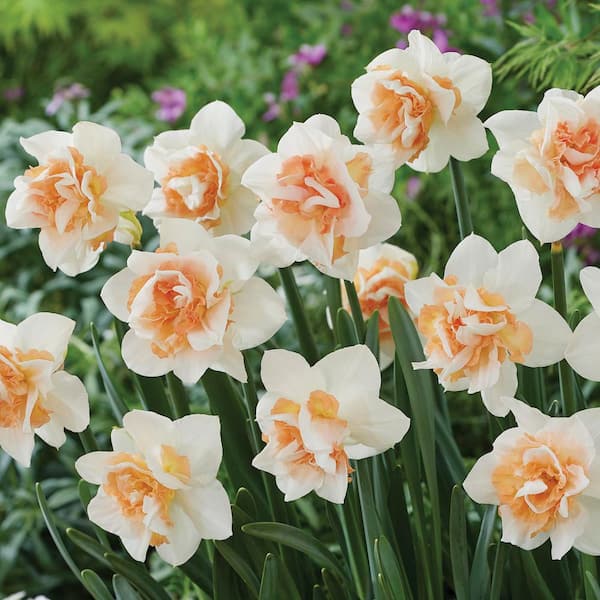 【The291】Echizen-Narcissus【影郎DW】 VAN ZYVERDEN Daffodil Replete Pink/White Narcissus Dormant Bulbs