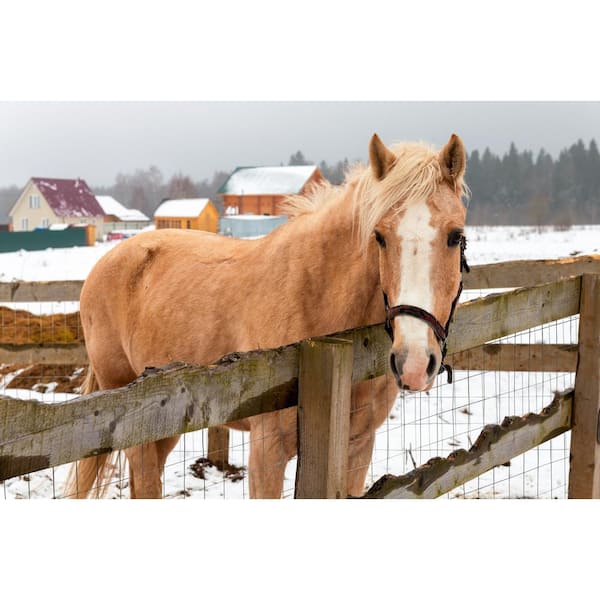 YARDGARD 3 ft. x 50 ft. Economy 16-Gauge Welded Wire Fence