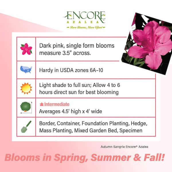 1 Gal. Autumn Sangria Shrub with Neon Pink Reblooming Flowers