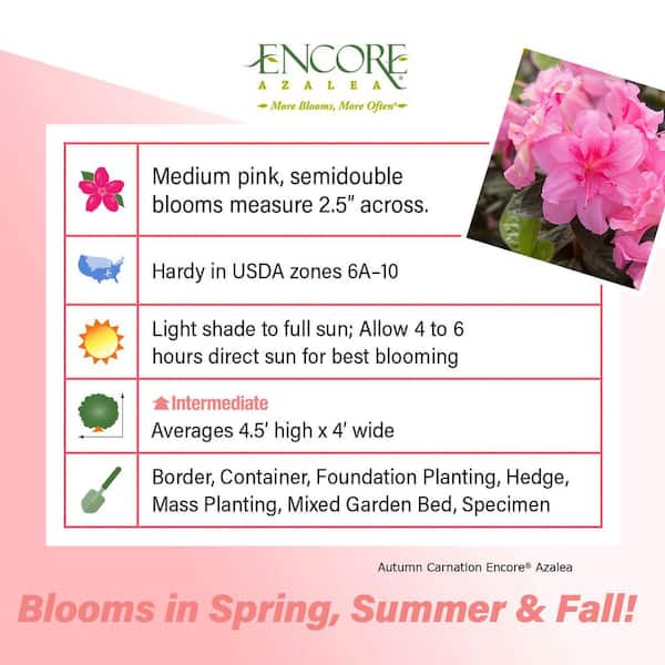 1 Gal. Autumn Carnation Reblooming Azalea Shrub with Pink Flowers