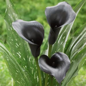 14 cm/16 cm, Black Escape Calla Lily Flower Bulbs (Bag of 5)