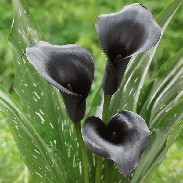 Garden State Bulb 14 cm/16 cm, Black Escape Calla Lily Flower Bulbs (Bag of 5)