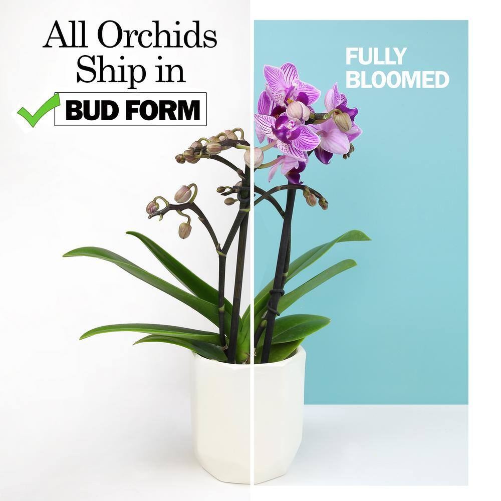 White Phalaenopsis Orchid in Ceramic Planter - Indoor/Outdoor Flower