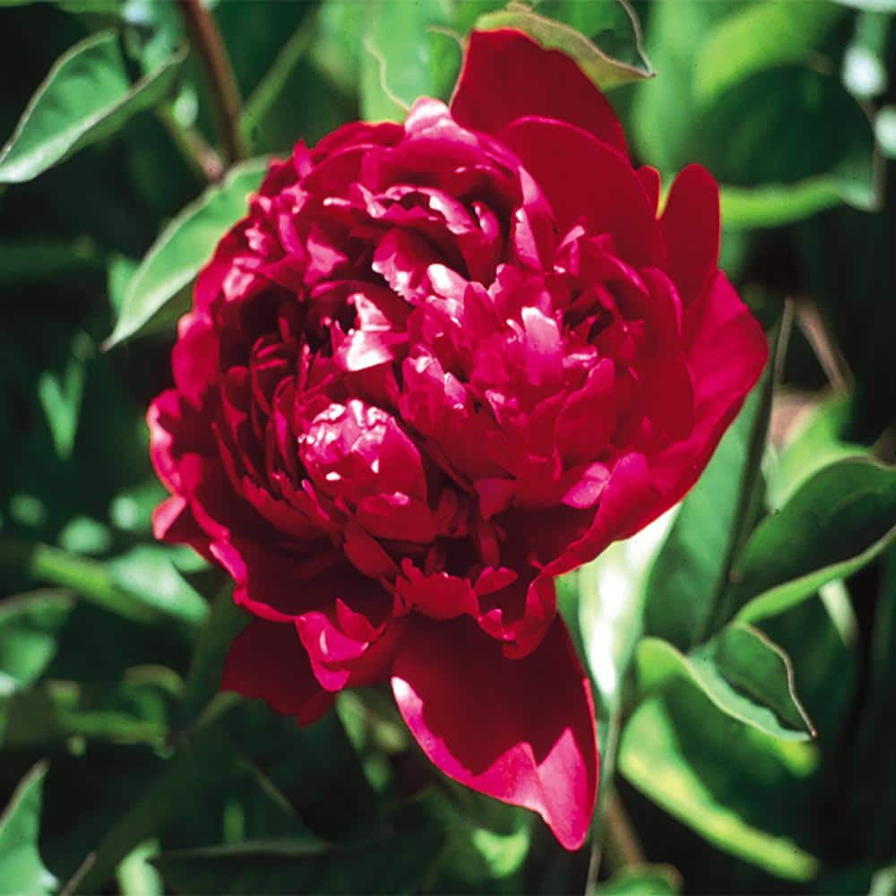 Red Peony Karl Rosenfield Bulbs (3-Count) 34032 - The Home Depot