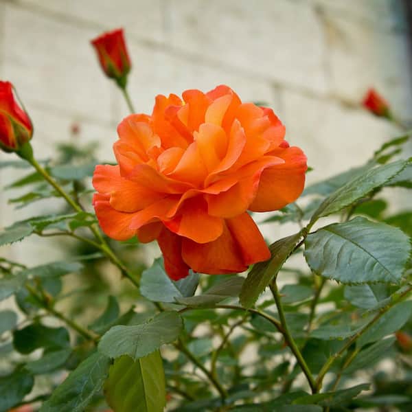 national PLANT NETWORK Bare Root Rose Maria Stern Hybrid Tea with