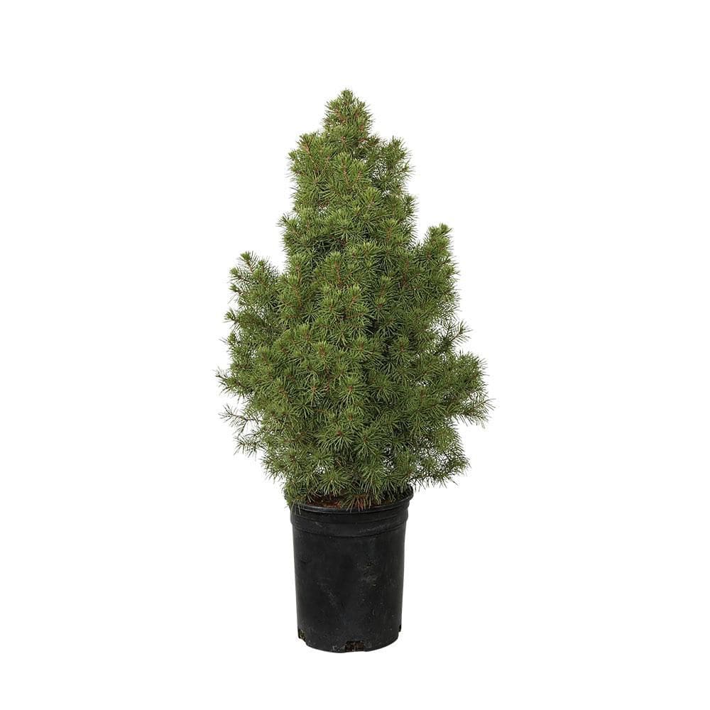 2.5 qt. Dwarf Alberta Spruce (Picea Glauca) Live Conical Evergreen Coniferous Shrub price history on PriceWatchPro