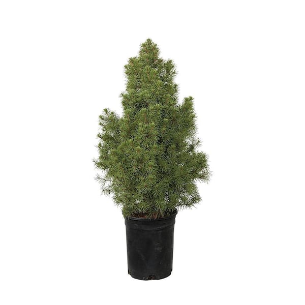 2.5 Qt. Dwarf Alberta Spruce, Pyramidal Evergreen Shrub/Tree