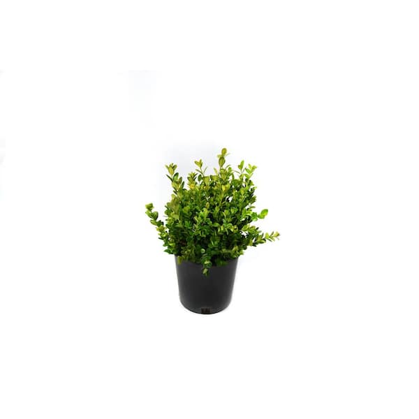 2.5 qt. Japanese Boxwood Winter Gem