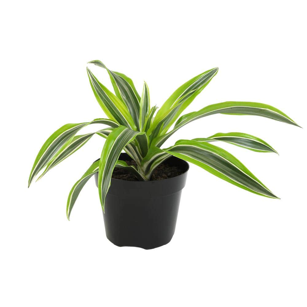 ALTMAN PLANTS Dracaena warneckii Lemon Lime Dragon Tree Live Indoor ...