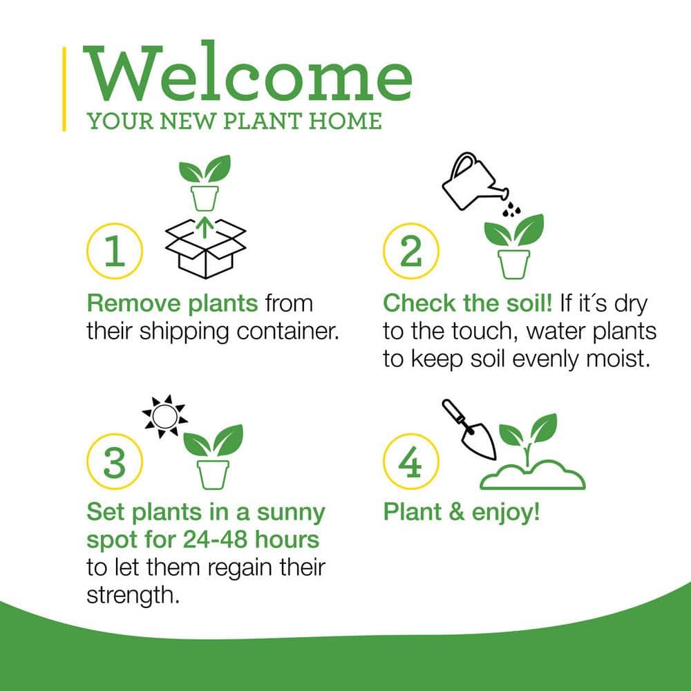 Fresh Green Cilantro Herb Plant 2-Pack