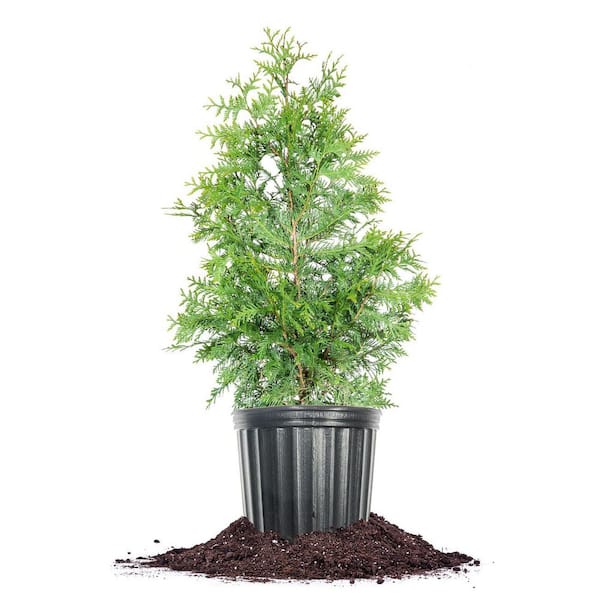 Thuja Green Giant Tree in 3 gal. Grower's Pot