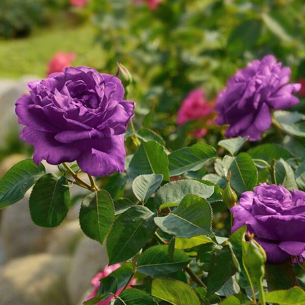 Funny Face Rose Bush