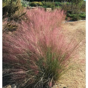 Ornamental Grass Muhly Pink One 3.25 in. Dormant Potted Plant