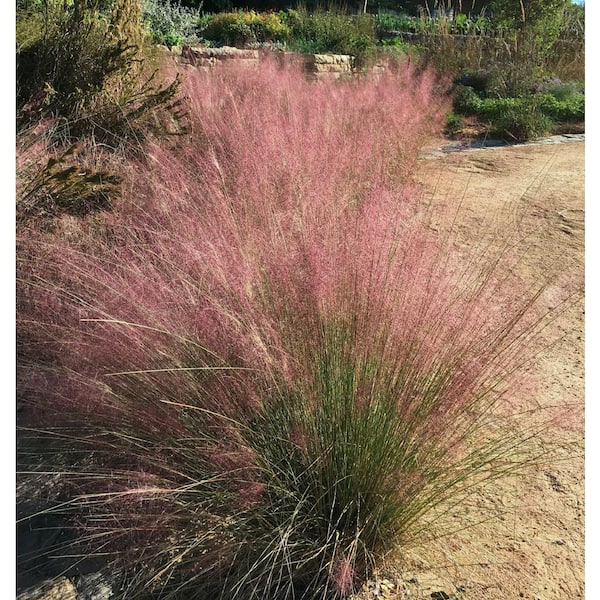 VAN ZYVERDEN Ornamental Grass Muhly Pink One 3.25 in. Dormant Potted Plant