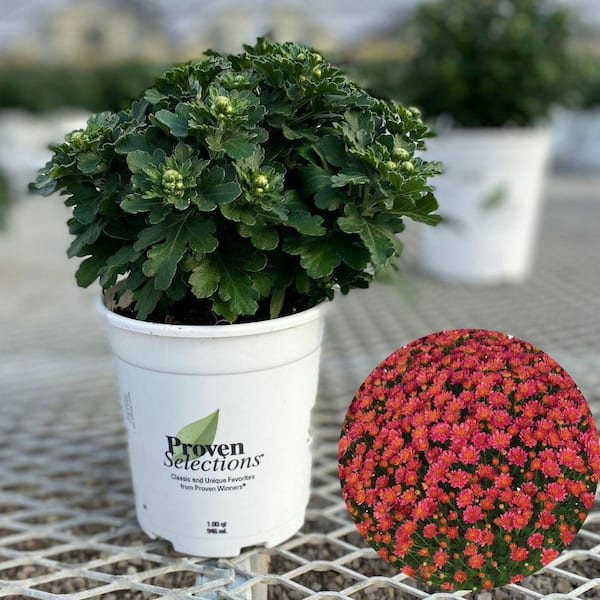 PROVEN WINNERS 4.5 in. Qt. Proven Selections Pink Jacqueline Garden Mum (Chrysanthemum), Live Plant (1-Pack)
