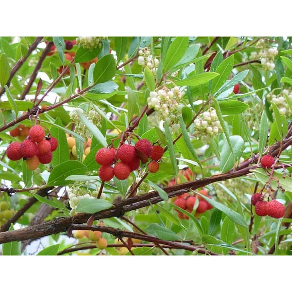1 gal. Dwarf Strawberry Tree with Year-Round Interest and Ornamental Red Berries on Evergreen Shrubbery