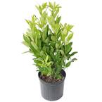 2.25 Gal. Anise Tree Shrub