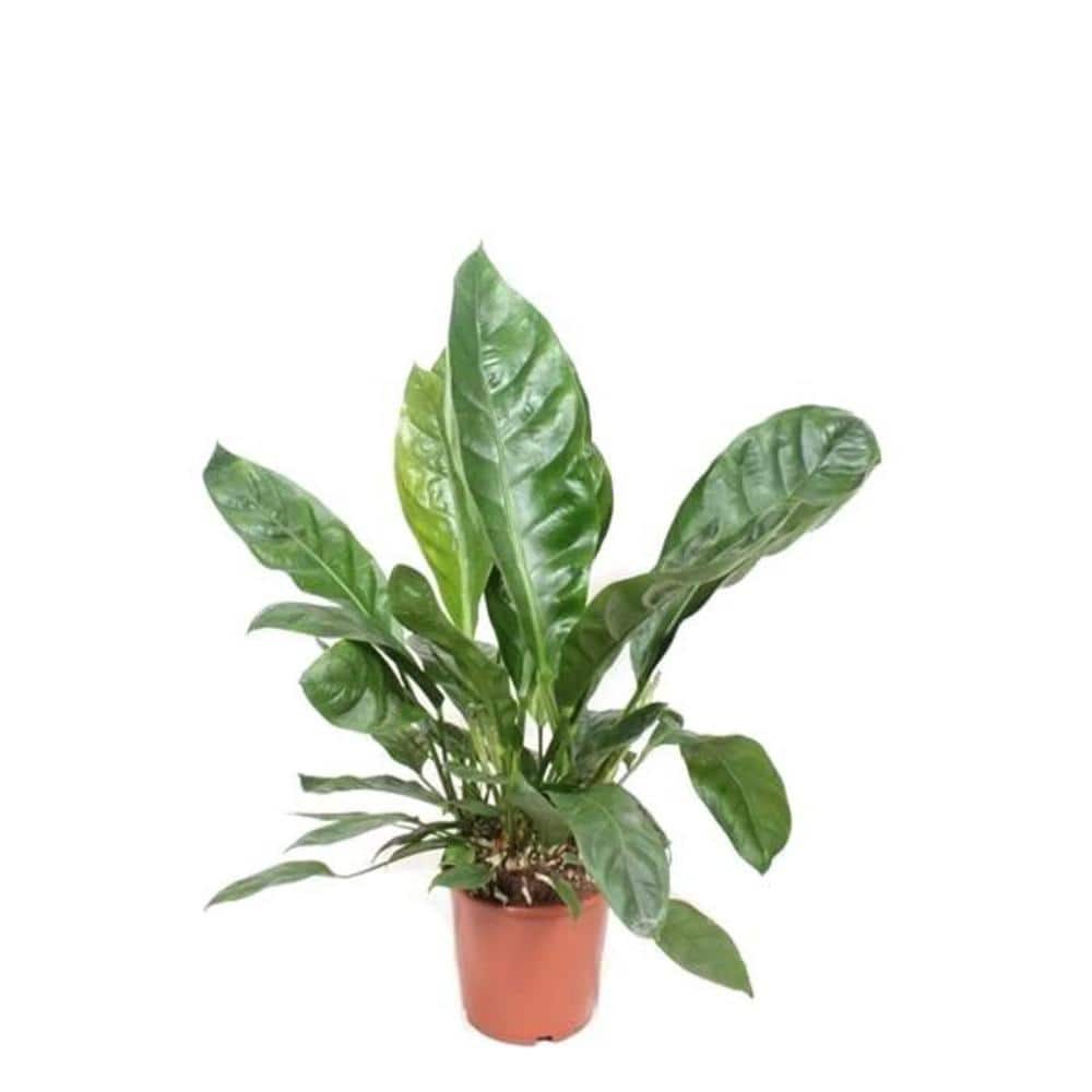 Jungle King Anthurium - 1 Live Starter Plants - Anthurium Radicans x Luxurians - Bold Compact Housplant price history on PriceWatchPro