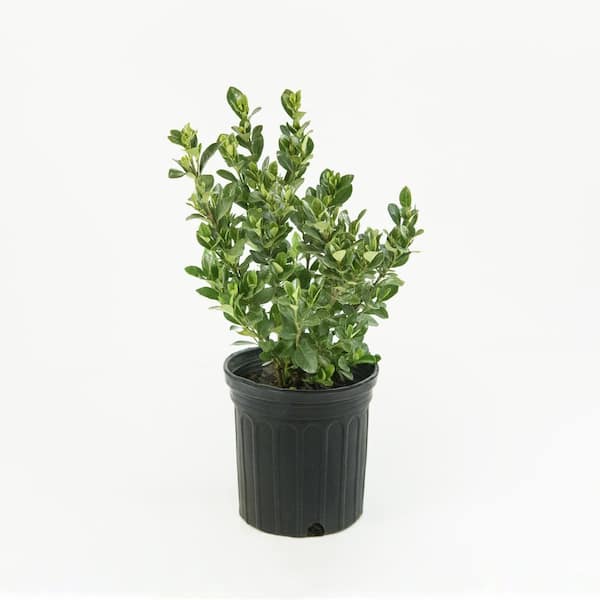 2.5 Qt. Daisy Gardenia Plant White Blooms