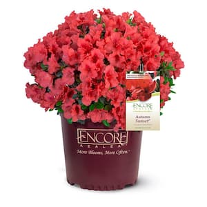 1 Gal. Autumn Sunset Azalea Live Reblooming Shrub with Semi-Double Bright Red Flowers