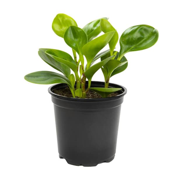 ALTMAN PLANTS 4.25 in. Watermelon Peperomia Pet Friendly Live Indoor Houseplant in Grower Pot
