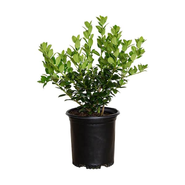 FLOWERWOOD 2.5 Qt. Dwarf Burford Holly (Ilex), Live Evergreen Shrub, Glossy Foliage with a Single Spin