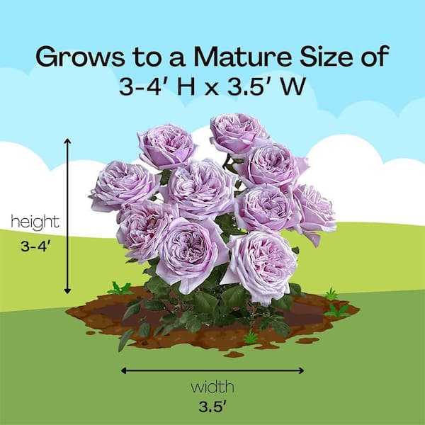 Vigoro 2 Gal. Pacific Blue Rose Plant with Lavender Flowers 17574