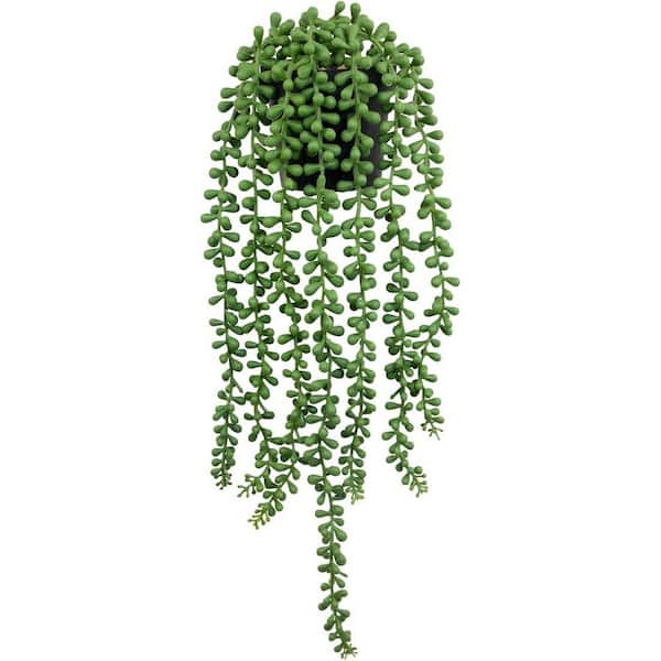 jade plant in a pot Jade Plant In Gold Tone Metal Pot — Plan A Plant main image 1