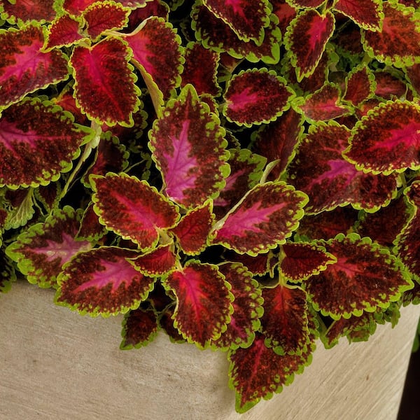 3.25 in. Coleus Party Time Pink Berry Annual Plant (3-Pack)