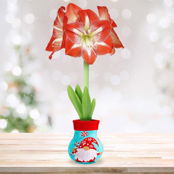 28/30 cm Minerva Sweater Amaryllis Flower Bulb, Gnome