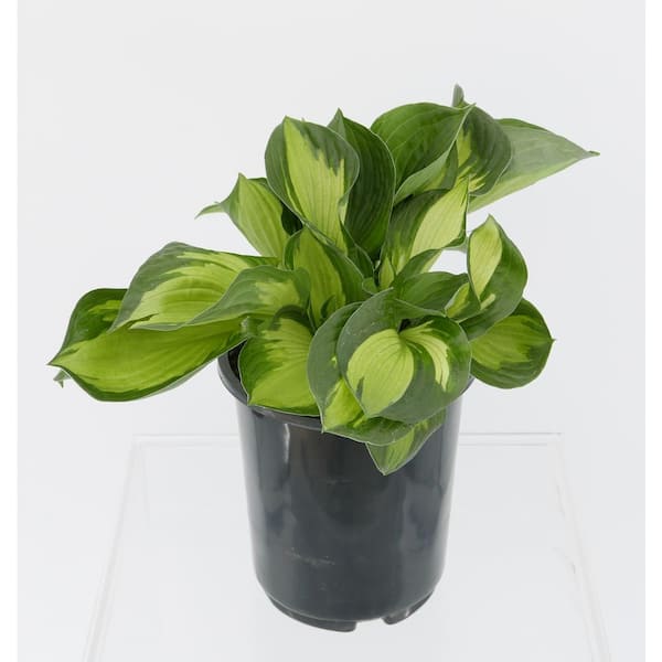 Unbranded 2.5 Qt. Hosta Whirlwind Perennial (2-Pack)