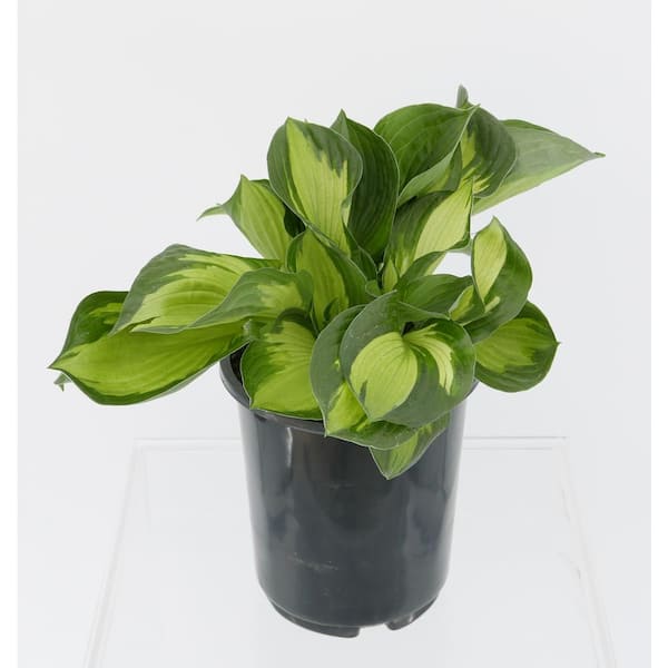 2.5 Qt. Hosta Whirlwind Perennial (2-Pack) 1071 - The Home Depot