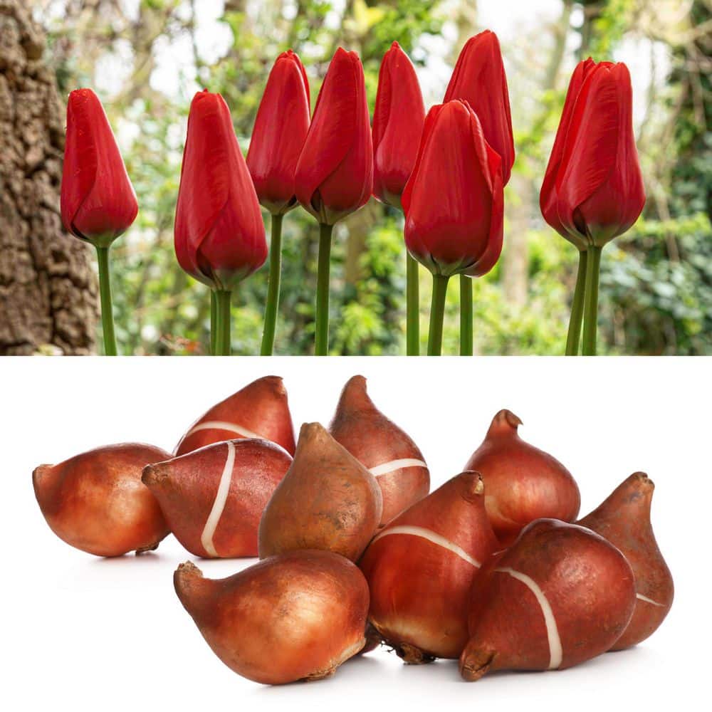 Tulip Lucky One Bulbs (50-Pack) price history on PriceWatchPro