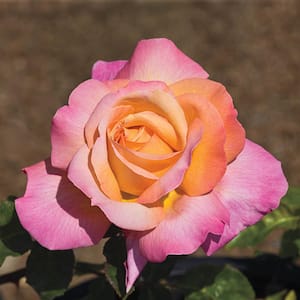 Peace Hybrid Tea Rose, Dormant Bare Root Plant, Yellow Color Flowers (1-Pack)